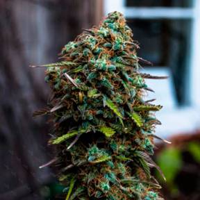 Каннабис тұқымдары Cheese regular Ganja Seeds