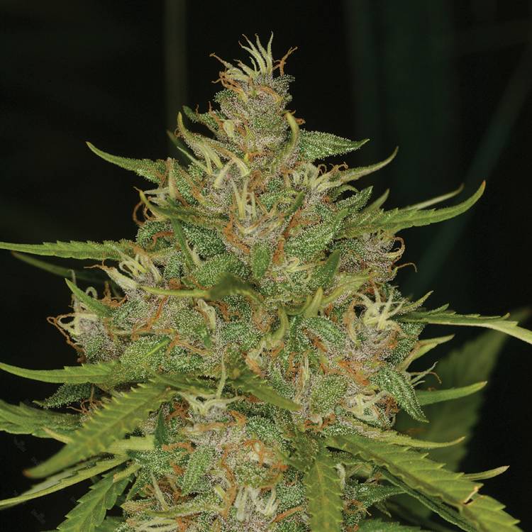 Тұқымдар Chill OM feminised Ganja Seeds