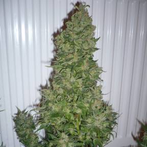 Тұқымдар AK 47 feminised Ganja Seeds