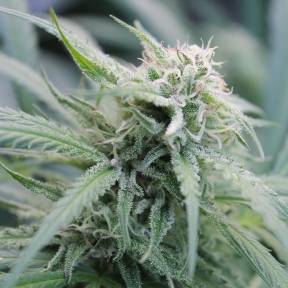 Марихуана тұқымдары Water Lilly feminised Ganja Seeds