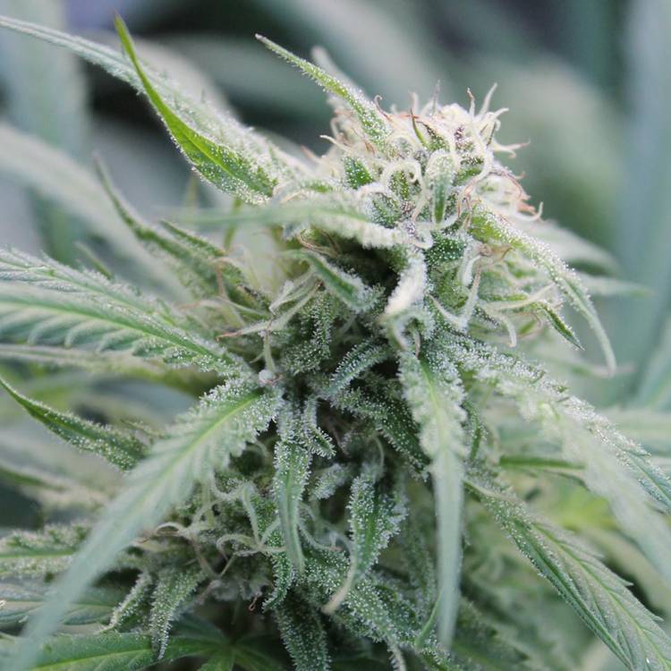 Марихуана тұқымдары Water Lilly feminised Ganja Seeds