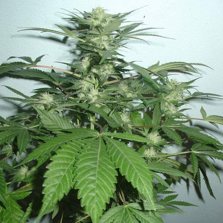Karasora feminised Bang Seeds