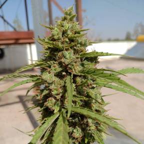 Auto Lennon regular Ganja Seeds