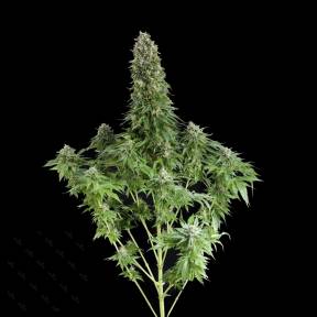 Каннабис тұқымдары White Siberian feminised Ganja Seeds