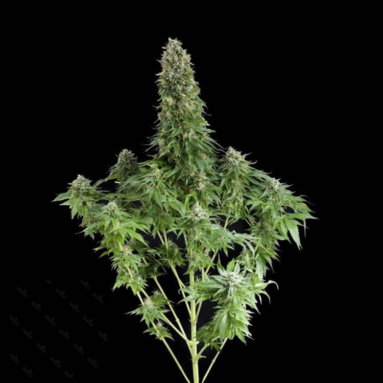 Каннабис тұқымдары White Siberian feminised Ganja Seeds