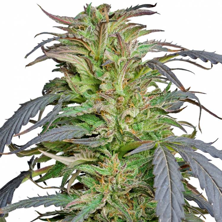 Каннабис тұқымдары Critical Super Silver Haze feminised Ganja Seeds