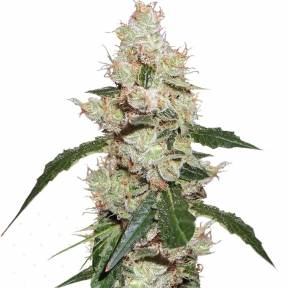 Тұқымдар White Widow feminised Ganja Seeds