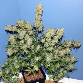 Каннабис тұқымдары Thinker feminised Ganja Seeds