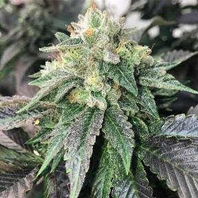 Марихуана тұқымдары Spaceman Skunk feminised Ganja Seeds