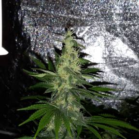 Каннабис тұқымдары Mazar x Euforia (Magicon) regular Ganja Seeds