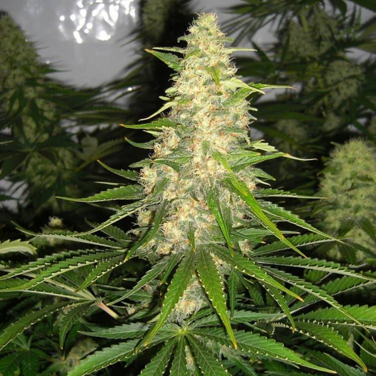 Auto Baikonur feminised Bang Seeds