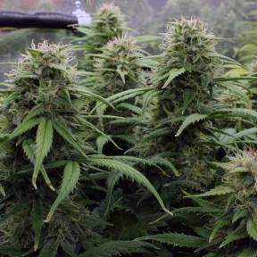 Kenepshep feminised Bang Seeds