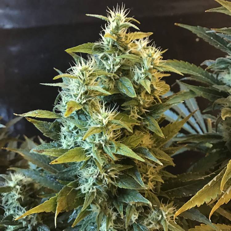 Каннабис тұқымдары Power Africa feminised Ganja Seeds