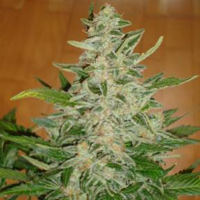 Auto Moby Dick regular Ganja Seeds