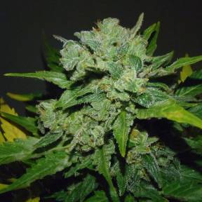 Auto Balkhash feminised Bang Seeds