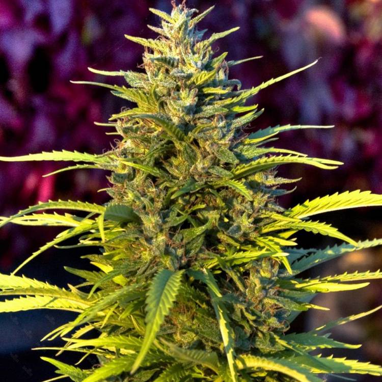Khan-Shatyr feminised Bang Seeds