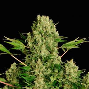 Каннабис тұқымдары White Russian feminised Ganja Seeds
