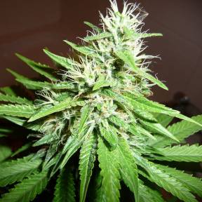 Каннабис тұқымдары Hawai feminised Ganja Seeds