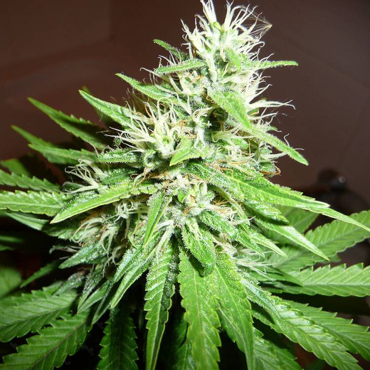 Каннабис тұқымдары Hawai feminised Ganja Seeds