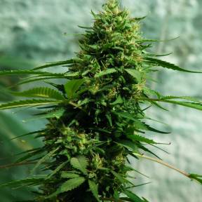 Марихуана тұқымдары Jack Herer feminised Ganja Seeds