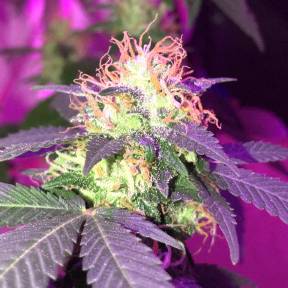 Тұқымдар G1 regular Ganja Seeds