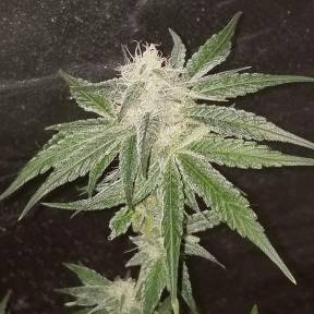 Auto Fruit feminised Ganja Seeds