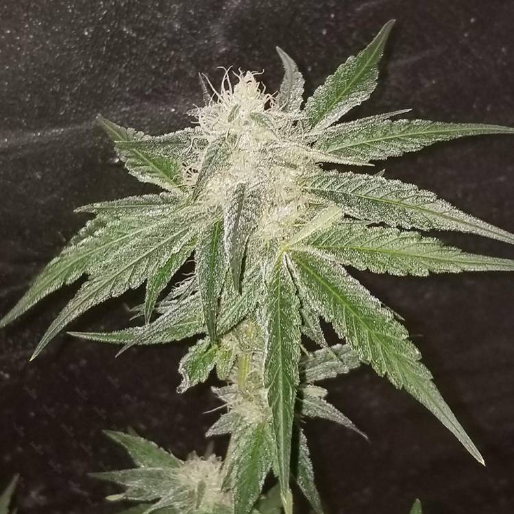 Auto Fruit feminised Ganja Seeds