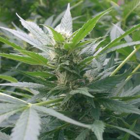 Каннабис тұқымдары Mountain Kush feminised Ganja Seeds