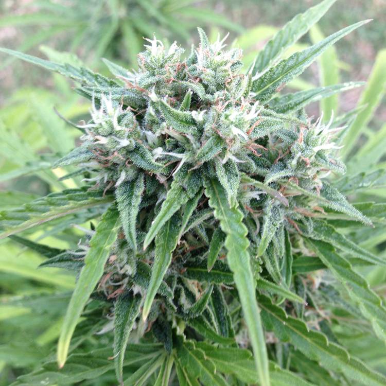 Auto Beshbarmak feminised Bang Seeds