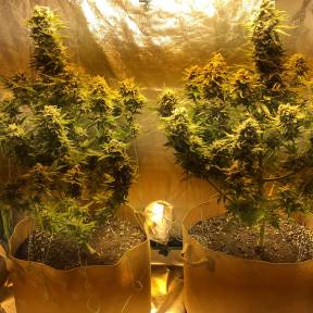 Каннабис тұқымдары Red Dragon regular Ganja Seeds