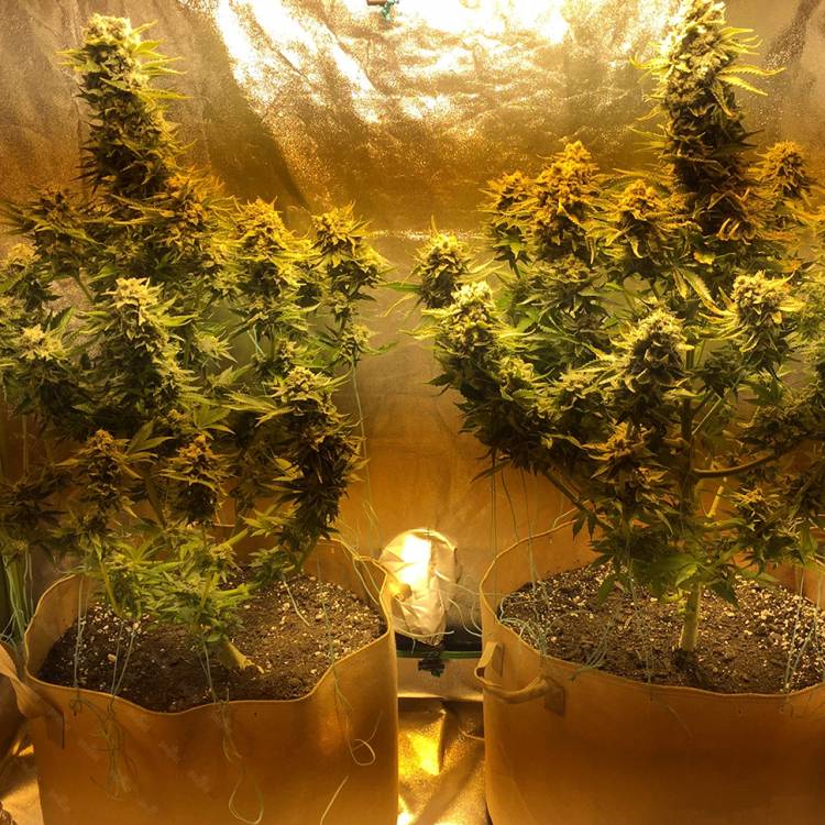 Каннабис тұқымдары Red Dragon regular Ganja Seeds
