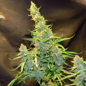 Каннабис тұқымдары Northern Lights x AK feminised Ganja Seeds