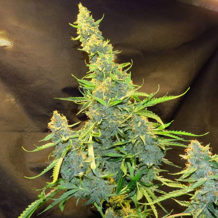 Каннабис тұқымдары Northern Lights x AK feminised Ganja Seeds