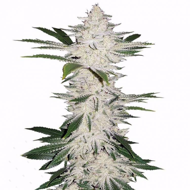 Auto Chemdawg feminised Ganja Seeds