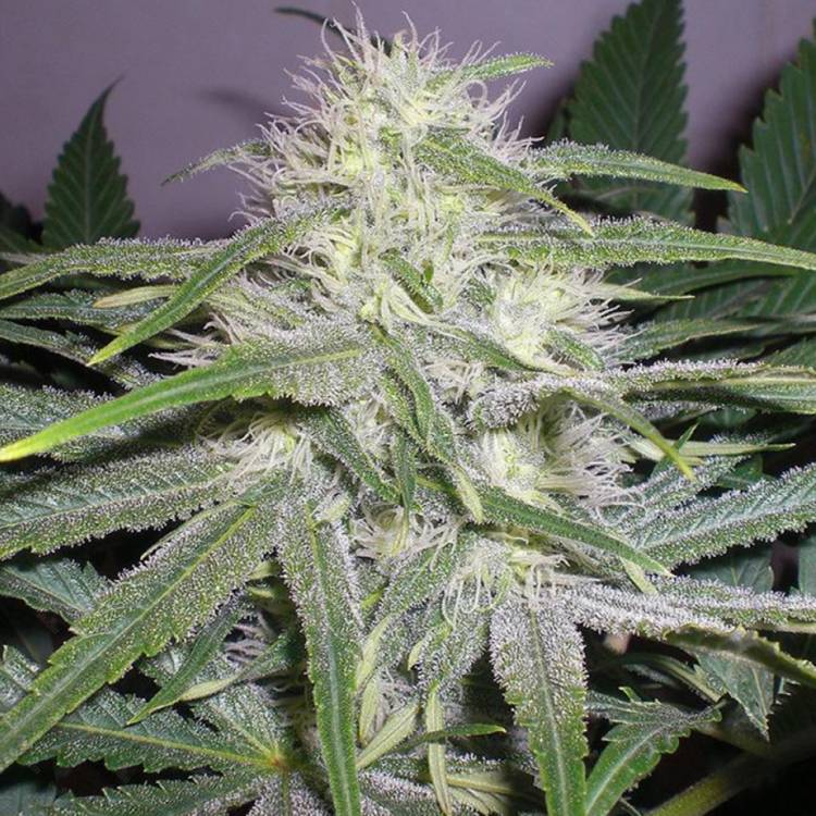 Auto Chuck Chuck feminised Bang Seeds