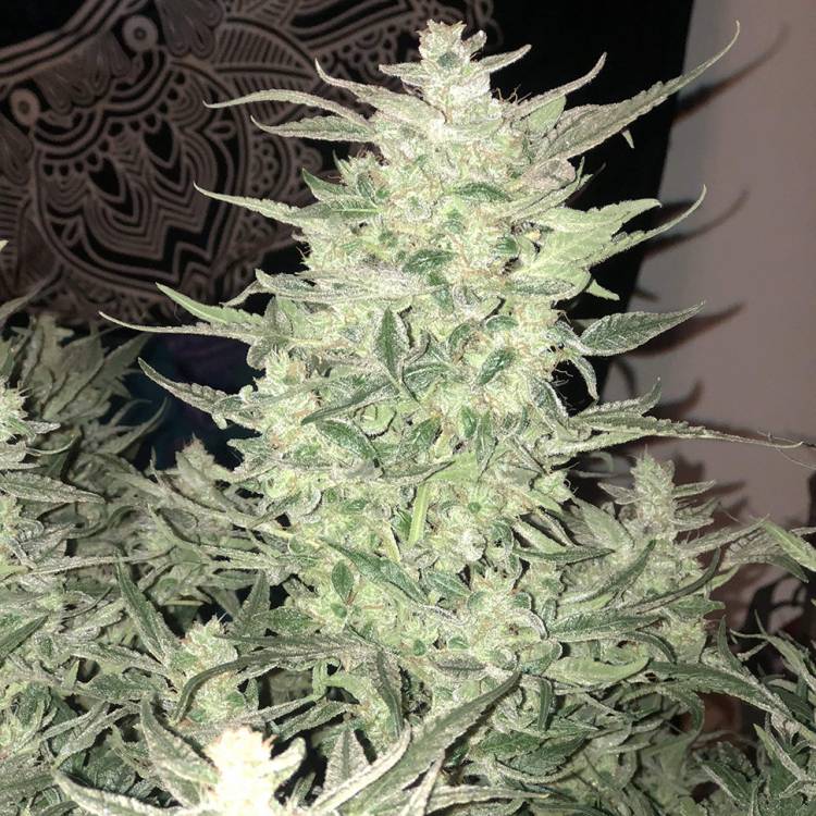 Auto Bomb feminised Ganja Seeds