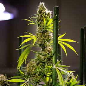 Auto Pipi regular Ganja Seeds