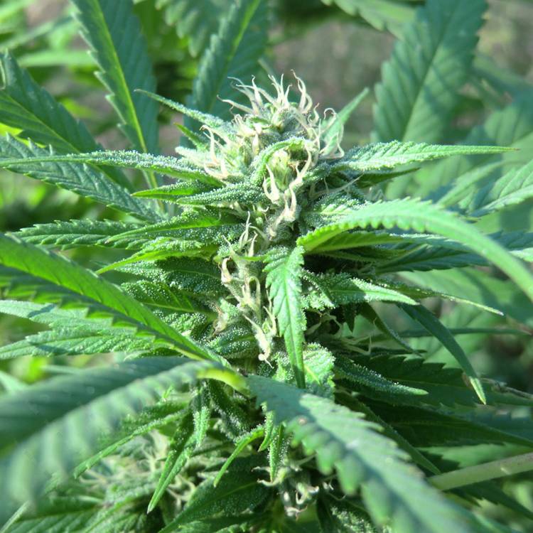Тұқымдар Hollands Hope regular Ganja Seeds