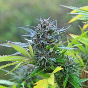 Каннабис тұқымдары Super Hash feminised Ganja Seeds