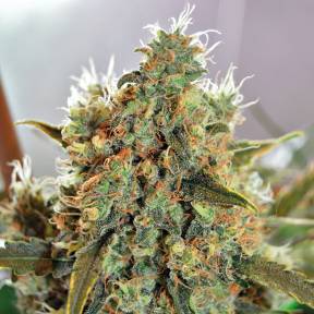 Каннабис тұқымдары Critical Mass CBD feminised Ganja Seeds