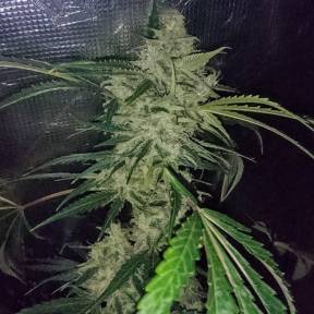 Auto Emba feminised Bang Seeds