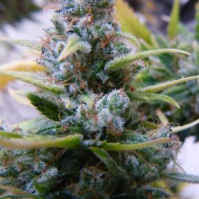 Auto Mix feminised Ganja Seeds