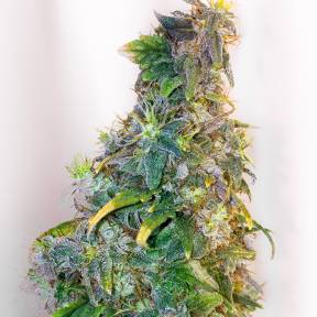 Марихуана тұқымдары Mazar feminised Ganja Seeds