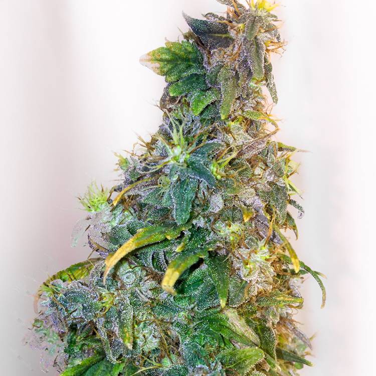 Марихуана тұқымдары Mazar feminised Ganja Seeds