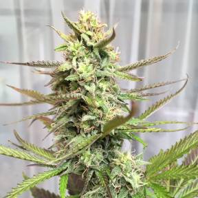 Тұқымдар тұқымдары Point regular Ganja Seeds