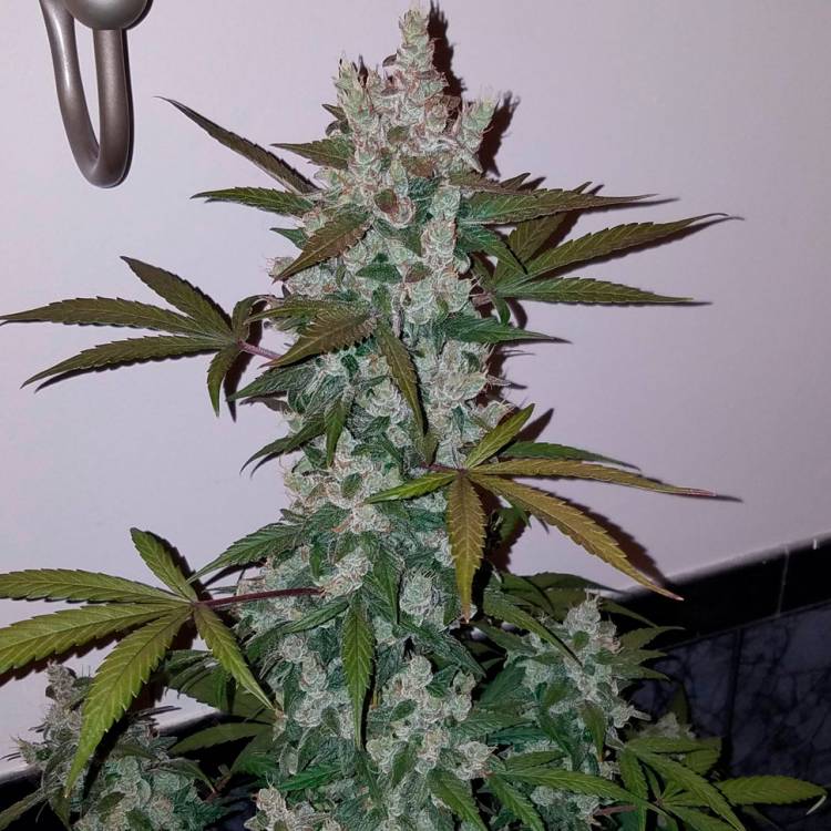 Каннабис тұқымдары Russian Snow feminised Ganja Seeds