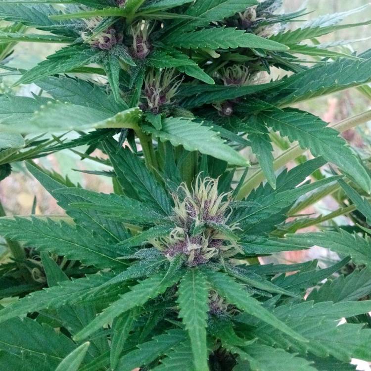 Тұқымдар тұқымдары Himalaya Gold CBD feminised Ganja Seeds