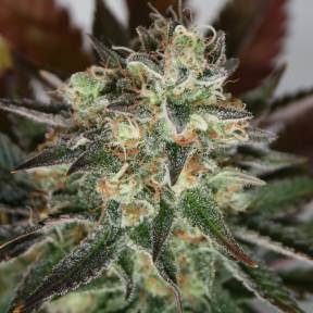 Auto Irgiz feminised Bang Seeds