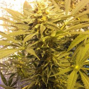 Каннабис тұқымдары Marmalate feminised Ganja Seeds