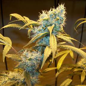 Марихуана тұқымдары Northern Lights feminised Ganja Seeds